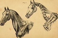 Title: The anatomy and physiology of the horse : with anatomical and questional illustrations : containing, also, a series of examinations on equine anatomy and physiology, with instructions in reference to dissection, and the mode of making anatomical preparations : to which is added, glossary of veterinary technicalities, toxicological chart, and dictionary of veterinary scienceIdentifier: anatomyphysiol00dadd (find matches)Year: 1863 (1860s)Authors: Dadd, George H. , 1813-1868; Fairman Rogers Collection (University of Pennsylvania) PUSubjects: Horses; Horses; CHR 1863Publisher: New York : Published by C. M. Saxton, agricultural book publisherContributing Library: University of Pennsylvania LibrariesDigitizing Sponsor: Lyrasis Members and Sloan FoundationView Book Page: Book ViewerAbout This Book: Catalog EntryView All Images: All Images From BookClick here to view book online to see this illustration in context in a browseable online version of this book.Text Appearing Before Image:'Text Appearing After Image:'Note About ImagesPlease note that these images are extracted from scanned page images that may have been digitally enhanced for readability - coloration and appearance of these illustrations may not perfectly resemble the original work.