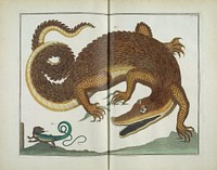 Locupletissimi rerum naturalium thesauri accurata descriptio, et iconibus artificiosissimis expressio, per universam physices historiam : Opus, cui, in hoc rerum genere, nullum par exstitit /