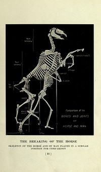 The horse, past and present, in the American Museum of Natural History and in the Zoological Park / by Henry Fairfield Osborn.