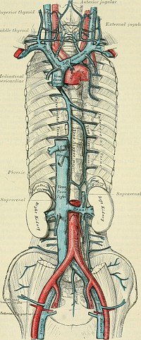 Identifier: anatomydescripti1897gray (find matches)Title: Anatomy, descriptive and surgicalYear: 1897 (1890s)Authors: Gray, Henry, 1825-1861 Carter, H. V. (Henry Vandyke), 1831-1897 Pick, T. Pickering (Thomas Pickering), 1841-1919Subjects: Anatomy Human anatomy Anatomy, Surgical and topographicalPublisher: London : Longmans, GreenContributing Library: Francis A. Countway Library of MedicineDigitizing Sponsor: Open Knowledge Commons and Harvard Medical SchoolView Book Page: Book ViewerAbout This Book: Catalog EntryView All Images: All Images From BookClick here to view book online to see this illustration in context in a browseable online version of this book.Text Appearing Before Image:ually provided withvalves about an inchfrom its termination inthe innominate, just ex-ternal to the entranceof the external jugularvein. Tributaries.—It re-ceives the external andanterior jugular veinsand a small branchfrom the cephalic, out-side the Scalenus; andon the inner side of thatmuscle, the internaljugular vein. At theangle of junction withthe internal jugular, theleft subclavian veinreceives the thoracicduct; while the rightsubclavian vein receivesthe right lymphaticduct. The Innominate orBrachio-cephalic Veins(fig. 431) are two largetrunks, placed one oneach side of the root ofthe neck, and formedby the union of theinternal jugular andsubclavian veins of thecorresponding side. The Right Innomi-nate Vein is a shortvessel, an inch inlength, which com-mences at the innerend of the clavicle, and,passing almost verti-cally downwards, joins with the left innominate vein just below the cartilage ofthe first rib, close to the right border of the sternum, to form the superior venaText Appearing After Image:684 VEINS cava. It lies superficial and external to the innominate artery ; on its right sidethe pleura is interposed between it and the apex of the lung. This vein, atthe angle of junction of the internal jugular with the subclavian, receives theright vertebral vein ; and, lower down, the right internal mammary, right inferiorthyroid, and sometimes the right superior intercostal veins. The Left Innominate Vein, about two and a half inches in length, and largerthan the right, passes from left to right across the upper and front part of thechest, at the same time inclining downwards, to unite with its fellow of theopposite side, forming the superior vena cava. It is in relation, in front, with thefirst piece of the sternum, from which it is separated by the Sterno-hyoid andSterno-thyroid muscles, the thymus gland or its remains, and some loose areolartissue. Behind, it lies across the roots of the three large arteries arising fromthe arch of the aorta. This vessel is joined by the leftNote About ImagesPlease note that these images are extracted from scanned page images that may have been digitally enhanced for readability - coloration and appearance of these illustrations may not perfectly resemble the original work.