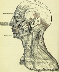 Identifier: b20386424 (find matches)Title: Anatomy, descriptive and surgical (electronic resource)Year: 1860 (1860s)Authors: Gray, Henry, 1825-1861 Carter, H. V., ill Westmacott, John Guise, Dr, illSubjects: AnatomyPublisher: London : J.W. ParkerContributing Library: Wellcome LibraryDigitizing Sponsor: Wellcome LibraryView Book Page: Book ViewerAbout This Book: Catalog EntryView All Images: All Images From BookClick here to view book online to see this illustration in context in a browseable online version of this book.Text Appearing Before Image:2. 3. of AUniCULAR RECIOIM J^.S.G.qf FACE^,8. of NECK head, from the anterior to the posterior extremity of the preceding. Raise the skin infront from the subjacent muscle from below upwards; this must be done with extremecare, on account of their intimate union. The tendon of the muscle is best avoided byremovmg the integument from the outer surface of the vessels and nerves which hebetween the two. 208 MUSCLES AND FASCIA. The superficial fascia in the epicranial region is a firm, dense layer, intimatelyadherent to the integument, and to the Occipito-frontalis and its tendinous aponeu-rosis; it is continuous, behind, with the superficial fascia at the back part of theneck; and, laterally, is continued over the temporal aponeurosis: it containsText Appearing After Image:148.—Muscles of the Head, Face, and Neck. between its layers the small muscles of the auricle, and the superficial temporalvessels and nerves. The Occipito-frontalis (fig. 148) is a broad musculo-fibrous layer, which coversthe whole of one side of the vertex of the skull, from the occiput to the eyebrow.It consists of two muscular slips, separated by an intervening tendinous aponeurosis.The occipital portion^ thin, quadrilateral in form, and about an inch and a half in AURICULAR REGION. 209 length, arises from the outer two-thirds of the superior curved line of the occipitalbone, and from the mastoid portion of the temporal. Its fibres of origin aretendinous, but they soon become muscular, and ascend in a parallel direction toterminate in the tendinous aponeurosis. The frontal portion is thin, of aquadrilateral form, and intimately adherent to the skin. It is broader, its fibresare longer, and their structure paler than the occipital portion. Its internal fibresare continuous with tNote About ImagesPlease note that these images are extracted from scanned page images that may have been digitally enhanced for readability - coloration and appearance of these illustrations may not perfectly resemble the original work.