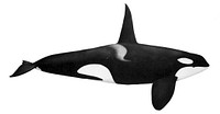 Orcinus orca