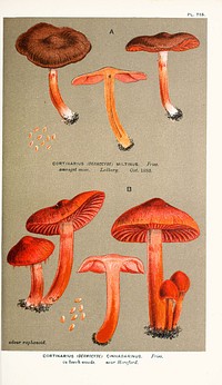 Illustrations of British Fungi (Hymenomycetes) Vol VI, to serve as an atlas to the "Handbook of British Fungi". by Mordecai Cubitt Cooke; Published 1888 by Williams and Norgate in London. (English).Plate 785 Fig. 1.CORTINARIUS (DERMOCYBE) MILTINUS. Fries. (now= Cortinarius purpureus)amongst moss. Ledbury., Oct. 1883.(According to Index Fungorum is C. miltinus sensu Cooke synonym to Cortinarius purpureus)Plate 785 Fig. 2.CORTINARIUS (DERMOCYBE) CINNABARINUS. Fries,in beech woods. near Hereford.