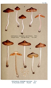 Illustrations of British Fungi (Hymenomycetes) Vol VI, to serve as an atlas to the "Handbook of British Fungi". by Mordecai Cubitt Cooke; Published 1888 by Williams and Norgate in London. (English).Plate 798 Fig. 1CORTINARIUS (HYDROCYBE) ERYTHRINUS. Fries.amongst leaves. Wycliffe Wood, Oct. 1883.Plate 798 Fig. 2CORTINARIUS (HYDROCYBE) DECIPIENS. Fries.on the ground, in woods. Norfolk. 1882.