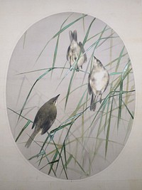 Great Read Warblers with Reeds by Watanabe Seitei (Watanabe Shotei), c. 1906, color on silk, Tokyo National Museum