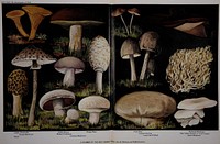 A Number of the Best Edible Fungi, illustration from The Encyclopedia of Food by Artemas Ward; (See the Mushroom and Puffball articles); Edible chanterelle; Parasol Mushroom; Morel; Edible Boletus; Masked Tricholoma; Common Mushrooms; Shaggy Mane; Fairy Ring; Common Ink-Cap; Large Field Puffball; Beefsteak Mushroom; Pale Yellow Clavaria (a "coral" fungus); Oyster Mushroom.