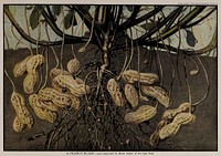 A Peanut Plant, illustration from The Encyclopedia of Food by Artemas Ward; soil removed to show some of its ripe fruit