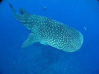 Did you know that whale shark skin is up to 5 inches thick? But while that help protect these gentle giants -- like this one, swimming in Flower Garden Banks National Marine Sanctuary -- from predation, whale sharks are still subject to threats from fishing and ship strikes. (And yes, that is a diver looking mighty tiny above the shark!)Photo: Marissa Nuttall/NOAA