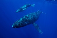 This humpback whale and calf were photographed in Hawaiian Islands Humpback Whale National Marine Sanctuary. More than 10,000 humpback whales use Hawai‘i's waters as their principle wintering ground. Here, humpback whales breed, calve, and raise their young! (Photo: J. Moore/NOAA, under NOAA permit #15240)