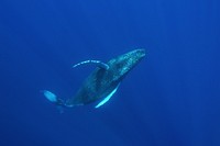 Every winter, thousands of humpback whales make their way to Hawaiian Islands Humpback Whale National Marine Sanctuary. In the warm waters surrounding Hawai‘i, these whales mate, calve, and nurse their young. In the sanctuary, mothers can be seen breaching alongside their calves, while males can be seen competing with one another for females in fierce head-to-head battles. Learn more about the sanctuary at hawaiihumpbackwhale.noaa.gov! (Photo: Ed Lyman/NOAA, under NOAA permit #14097)