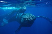 WHALE YOU LOOK AT THAT: February is peak humpback whale season at Hawaiian Islands Humpback Whale National Marine Sanctuary. Each year, humpback whales flock to this sanctuary from Alaska to mate and calve. Why do they travel so far to give birth? These waters are highly suitable for raising a youngster: warm, clear, and free of predators! (Photo: J. Moore/NOAA, under NOAA Permit #15240)