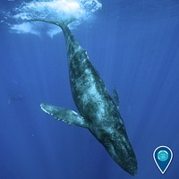 Humpback whale in Hawaiian Islands Humpback Whale National Marine Sanctuary. Photograph taken under NOAA Permit # 14682.Photo credit: Ed Lyman/NOAA