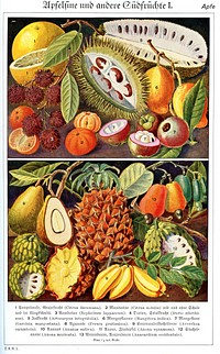 Oranges and other fruits