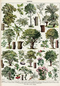 Arbres-couleurs-2 - trees in colour - Public domain book illustration (visual explanation, informative drawing, plate) from Larousse du XXème siècle 1932Éditions Larousse is a French publishing house specialising in reference works such as dictionaries. It was founded by Pierre Larousse and its best-known work is the Petit Larousse.LindenAshWhite WillowRed WillowField MapleChestnut treeSycaomoreElderberrySorbier wild serviceJujube tree (red date)Strawberry TreeSea buckthornSumacViburnum