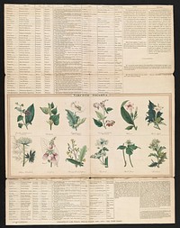 Narcotic poisons (1843) print in high resolution by George Edward Madeley. 