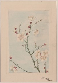 Plum branches with blossoms during 1870&ndash;1880 by Megata Morikaga. 