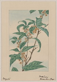 Stem with leaves and small flowers during 1870&ndash;1880 by Megata Morikaga. 