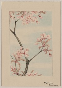 Sakura cherry during 1870&ndash;1880 by Megata Morikaga. 