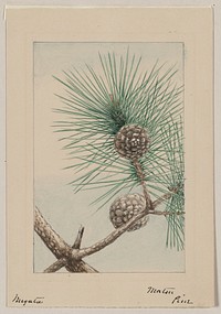 Matsu pine during 1870&ndash;1880 by Megata Morikaga. 