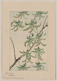 Yanagi (willow)during 1870&ndash;1880 by Megata Morikaga. 