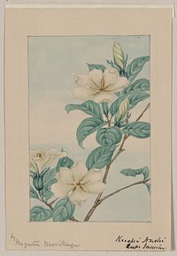 Kuchi nashi (cape jasmine) during 1870&ndash;1880 by Megata Morikaga. 