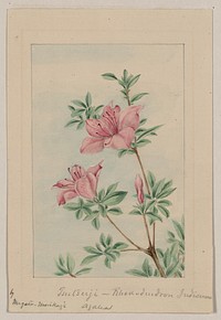 Tsutsuji rhododendron Judicum (azalea) during 1870&ndash;1880 by Megata Morikaga. 