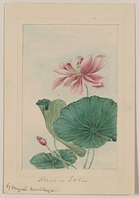 Hasu (lotus) during 1870&ndash;1880 by Megata Morikaga. 