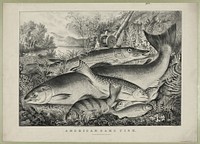 American game fish (1866) by Currier & Ives