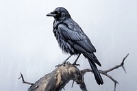 Crow animal branch bird. 