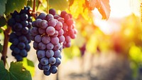 close up photo of grapes in a vineyard.  