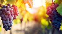 close up photo of grapes in a vineyard.  