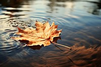 Autumn leaf floating outdoors. 