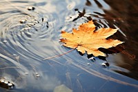 Autumn leaf floating outdoors. 