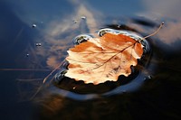 Autumn leaf floating outdoors. 