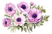 Drawing anemone flower plant. 