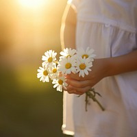 Holding flower plant daisy. 