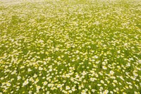 Flower field daisy grassland. 