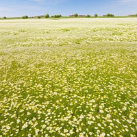 Flower field grassland outdoors. 