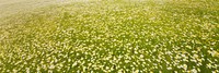 Field grassland outdoors nature. AI generated Image by rawpixel.