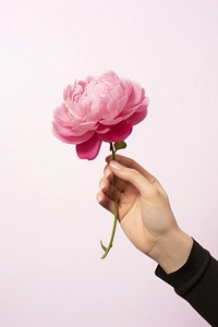 Pink peony hand holding flower. 