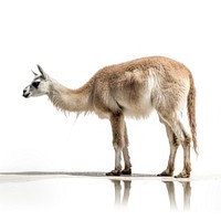 Llama kangaroo animal mammal. AI generated Image by rawpixel.
