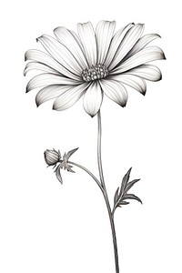 Wildflower drawing sketch plant. AI generated Image by rawpixel.
