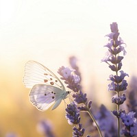 Butterfly flower lavender outdoors. 