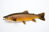 Trout animal fish white background. AI generated Image by rawpixel.