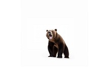 Grizzly bear wildlife animal. AI generated Image by rawpixel.