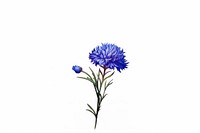 Cornflower plant inflorescence wildflower. AI generated Image by rawpixel.