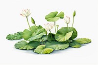 Plant illustration lily flower green. AI generated Image by rawpixel.