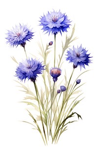 Cornflowers plant aster inflorescence. AI generated Image by rawpixel.
