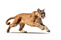 Cougar wildlife mammal animal. AI generated Image by rawpixel.