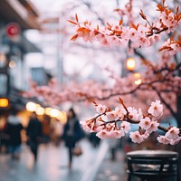 Sakura blossom flower nature street. 